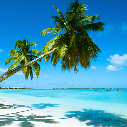 Palm tree, sea and beach of Mauritius - Sapmer in Mauritius