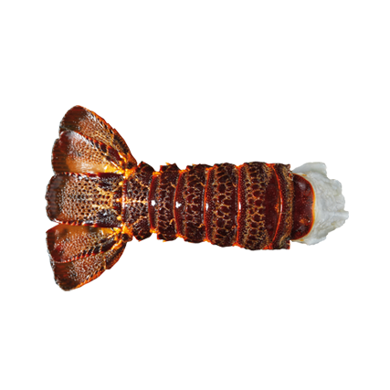 Raw Rock lobster tail by Sapmer